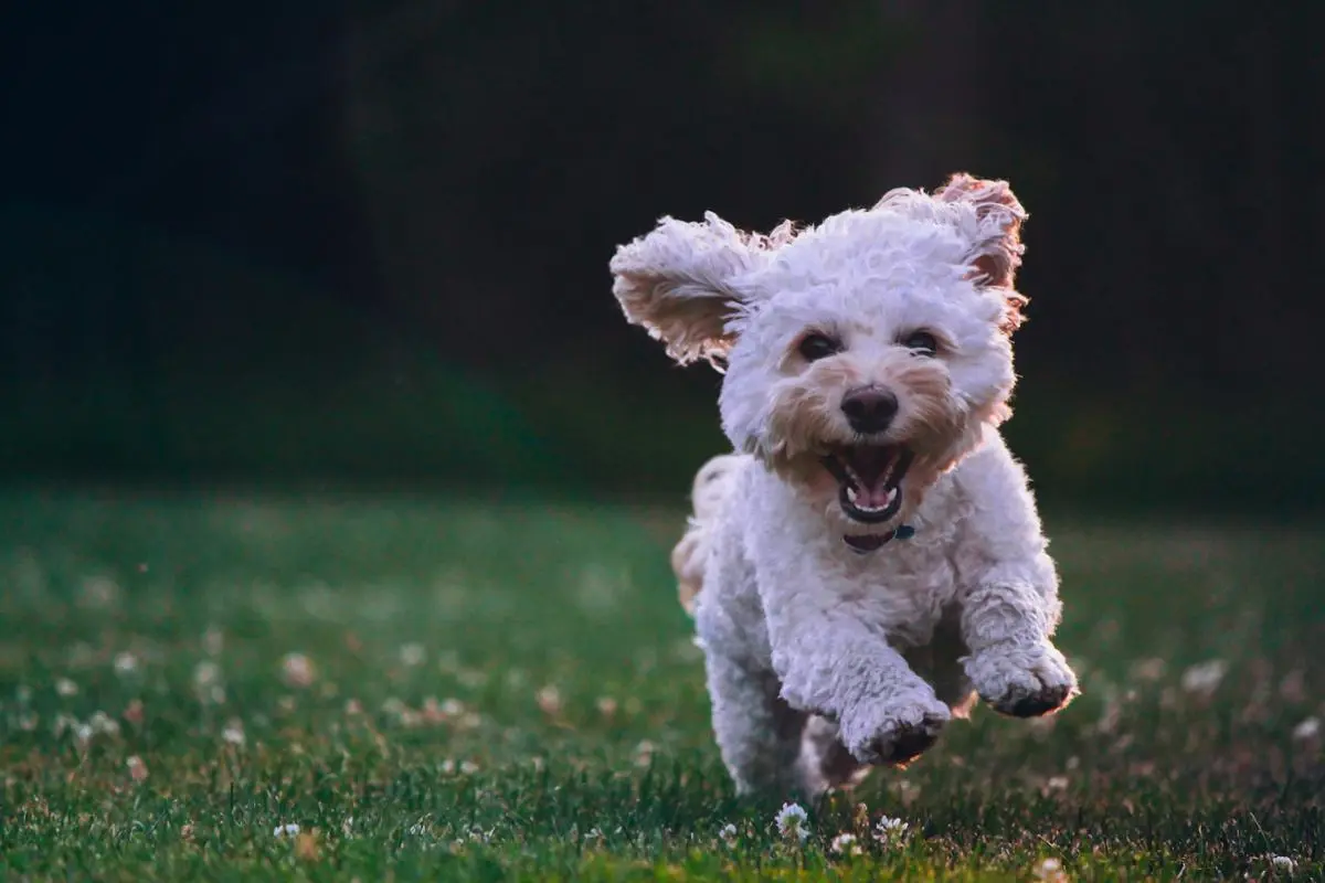 A dog running.