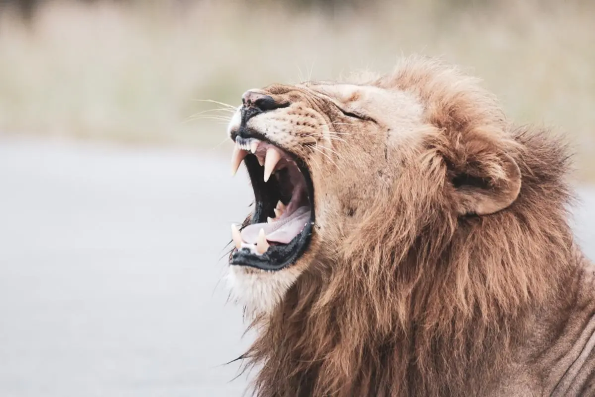 A roaring lion.