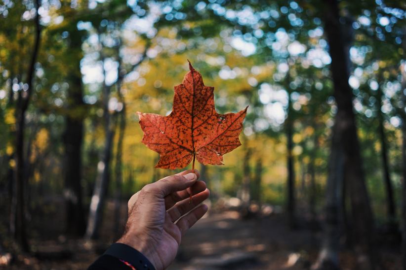 person-holding-a-maple-leaf