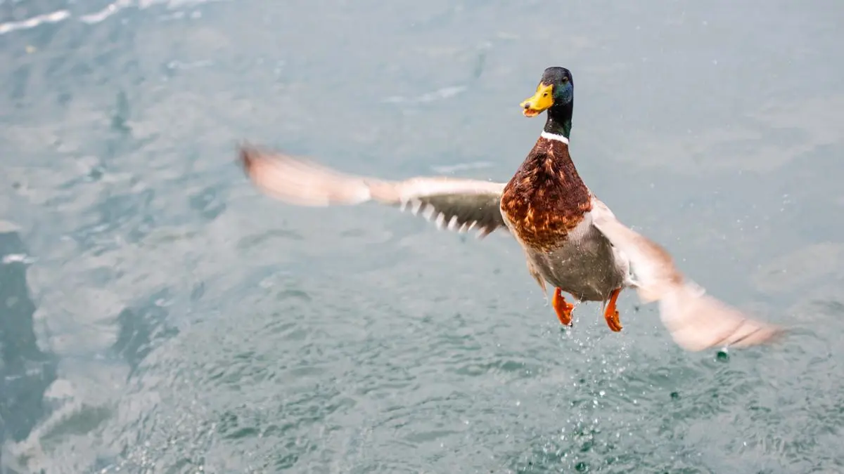 A duck taking off from a pond.