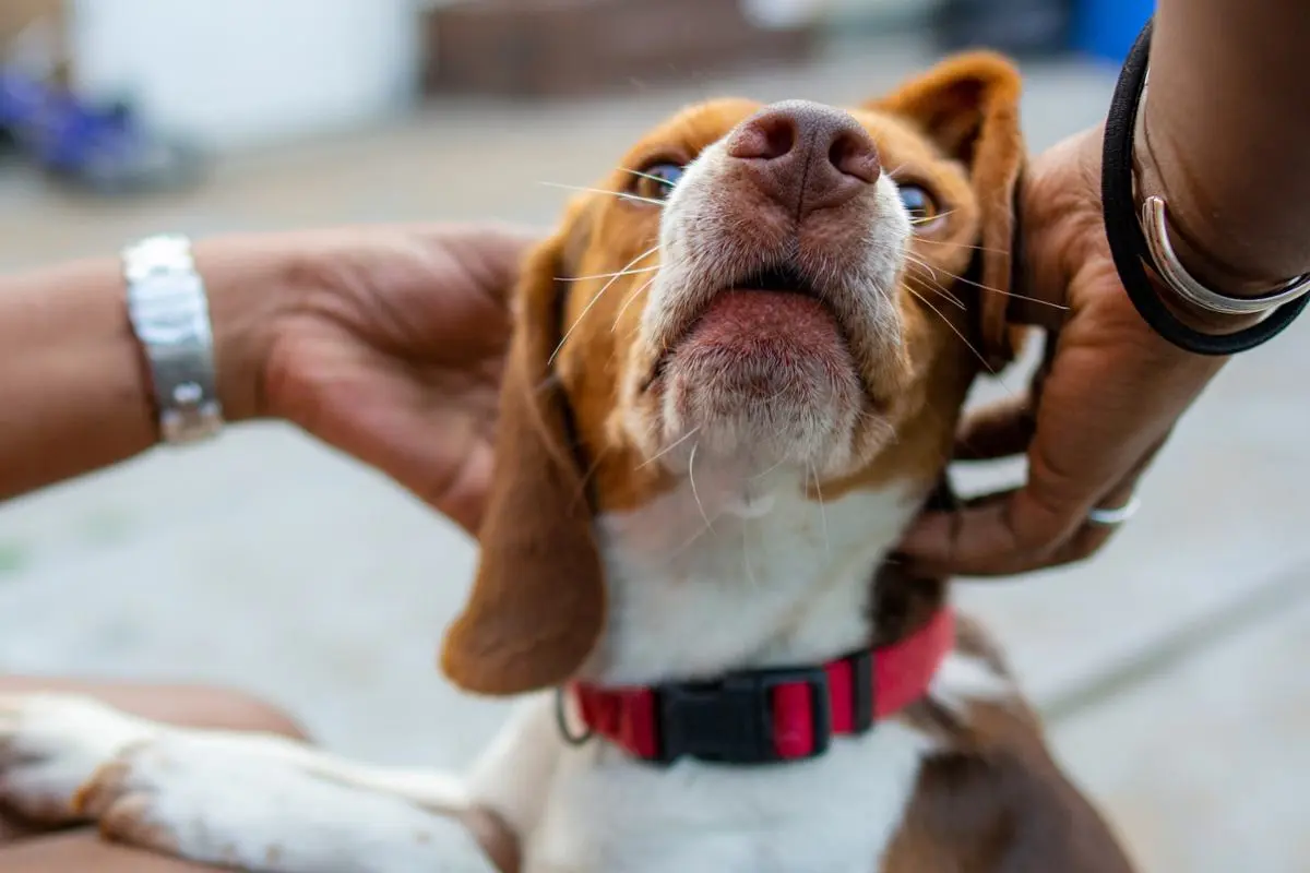 A dog getting a rub on his head.