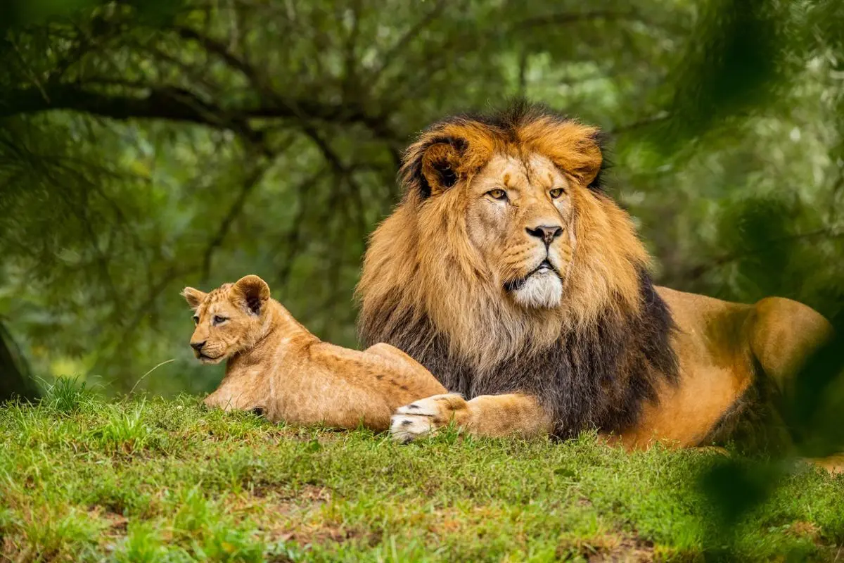 Lion and a cub.