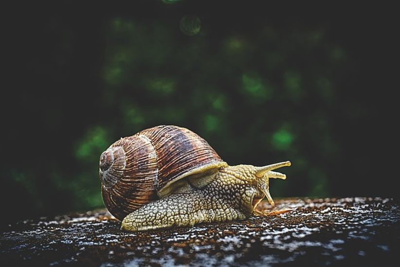 a-snail