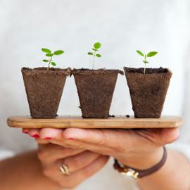 Plants in turf pots.