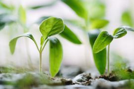 Crops growing through the ground.