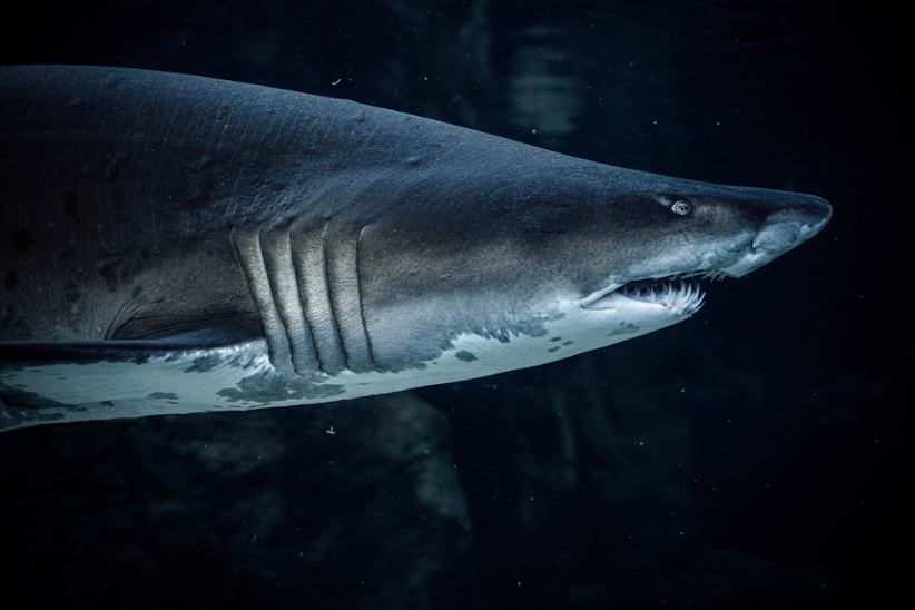 shark-under-water