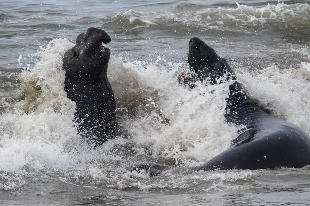 Two walruses fighting.