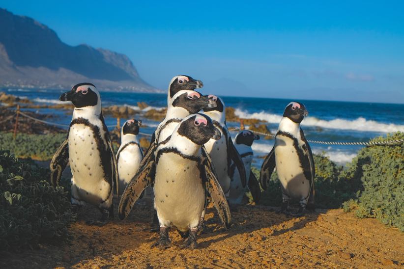South Africa's penguins