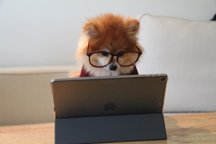 A doggo working at an Apple.