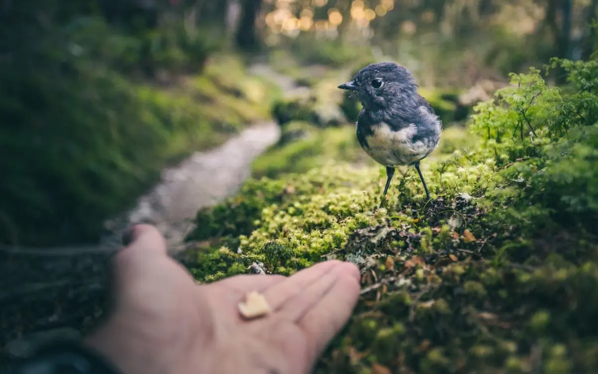 A bird and food.