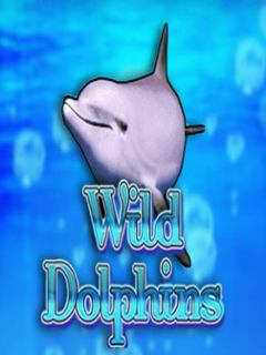 Wild Dolphins