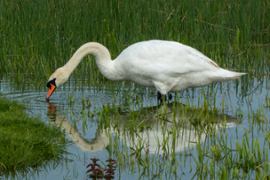 A swan.