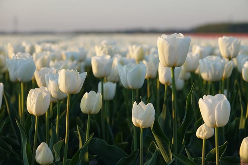 tulips-field
