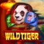 Wild Tiger