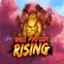 Red Panda Rising