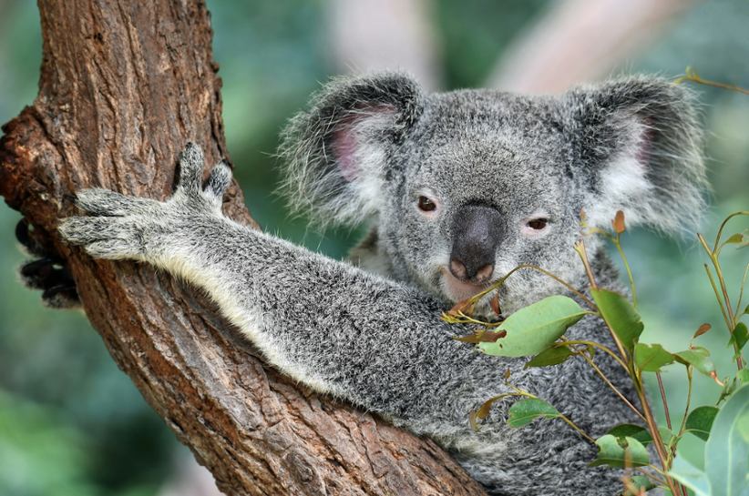 Australias Koala