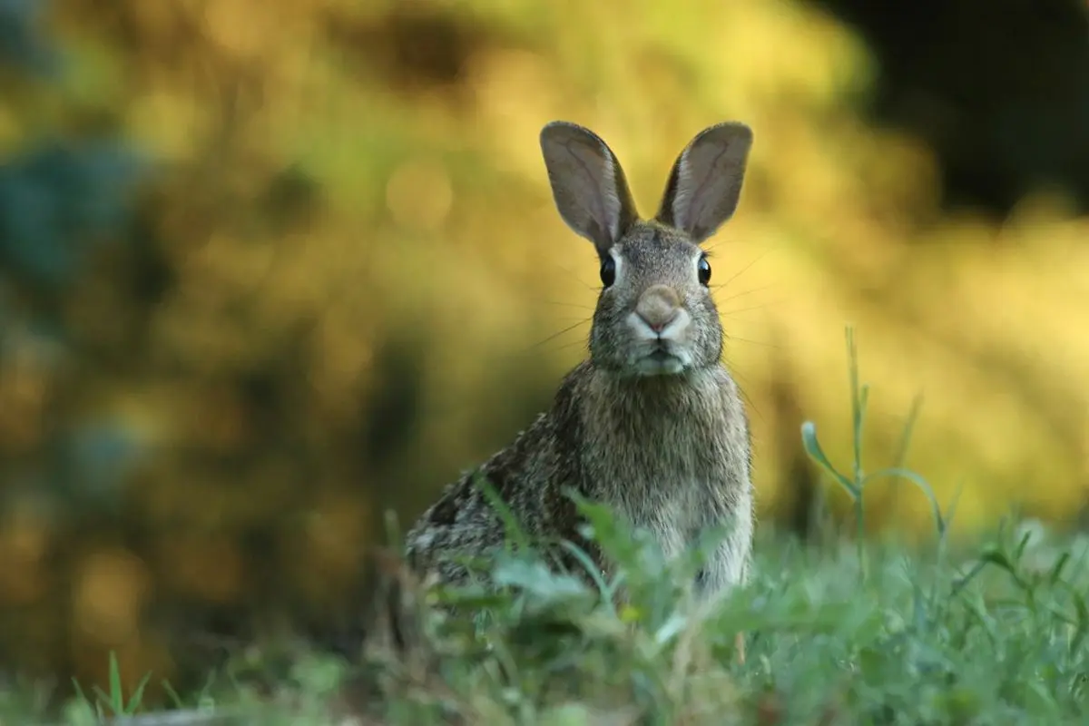 Rabbit on alert