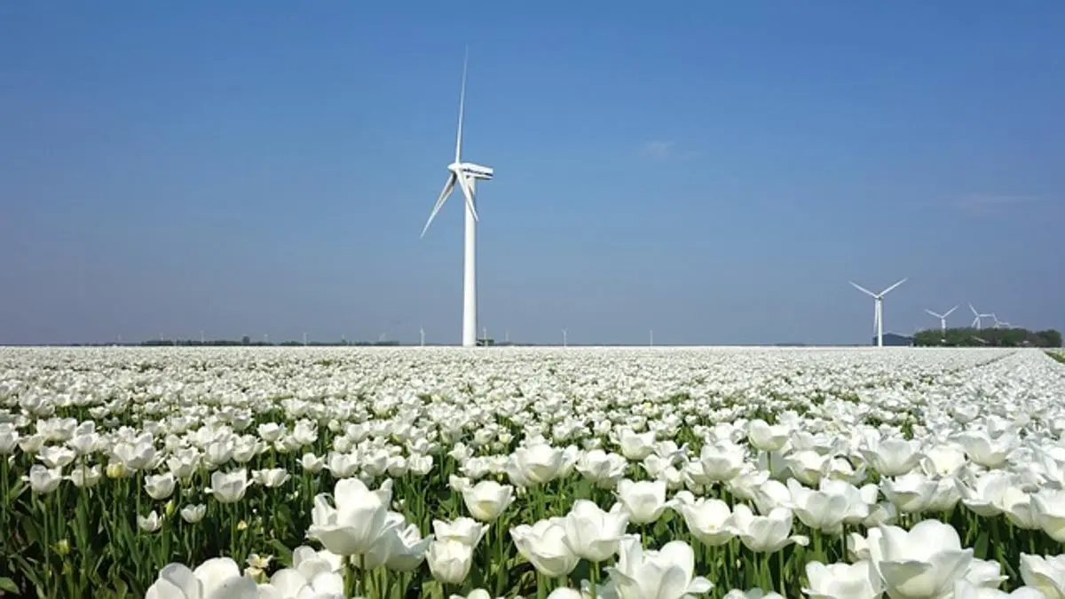 tulip-flower-field-in-the-netherlands