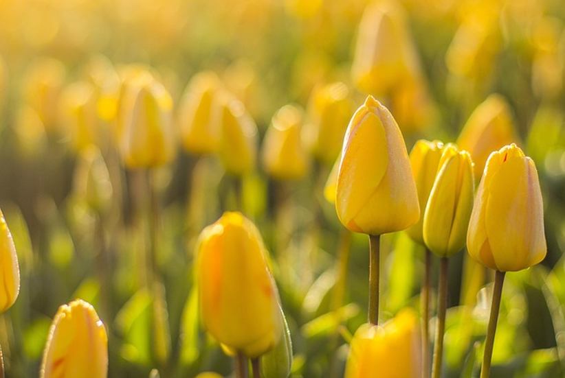 flowers-field-of-tulips