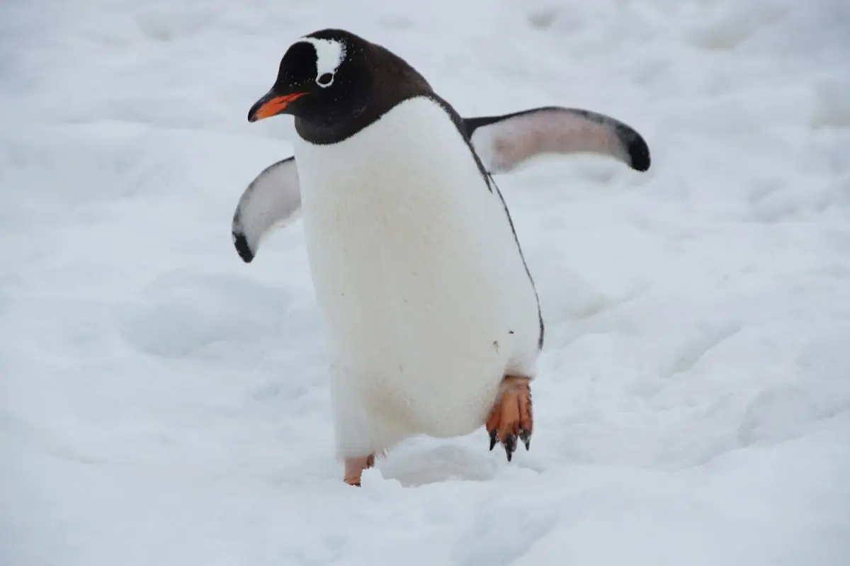 Gentoo Media, a Penguin