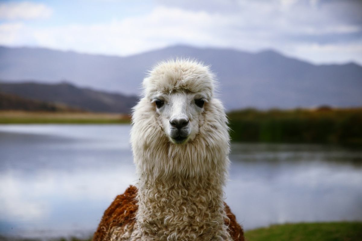 Peru's llama