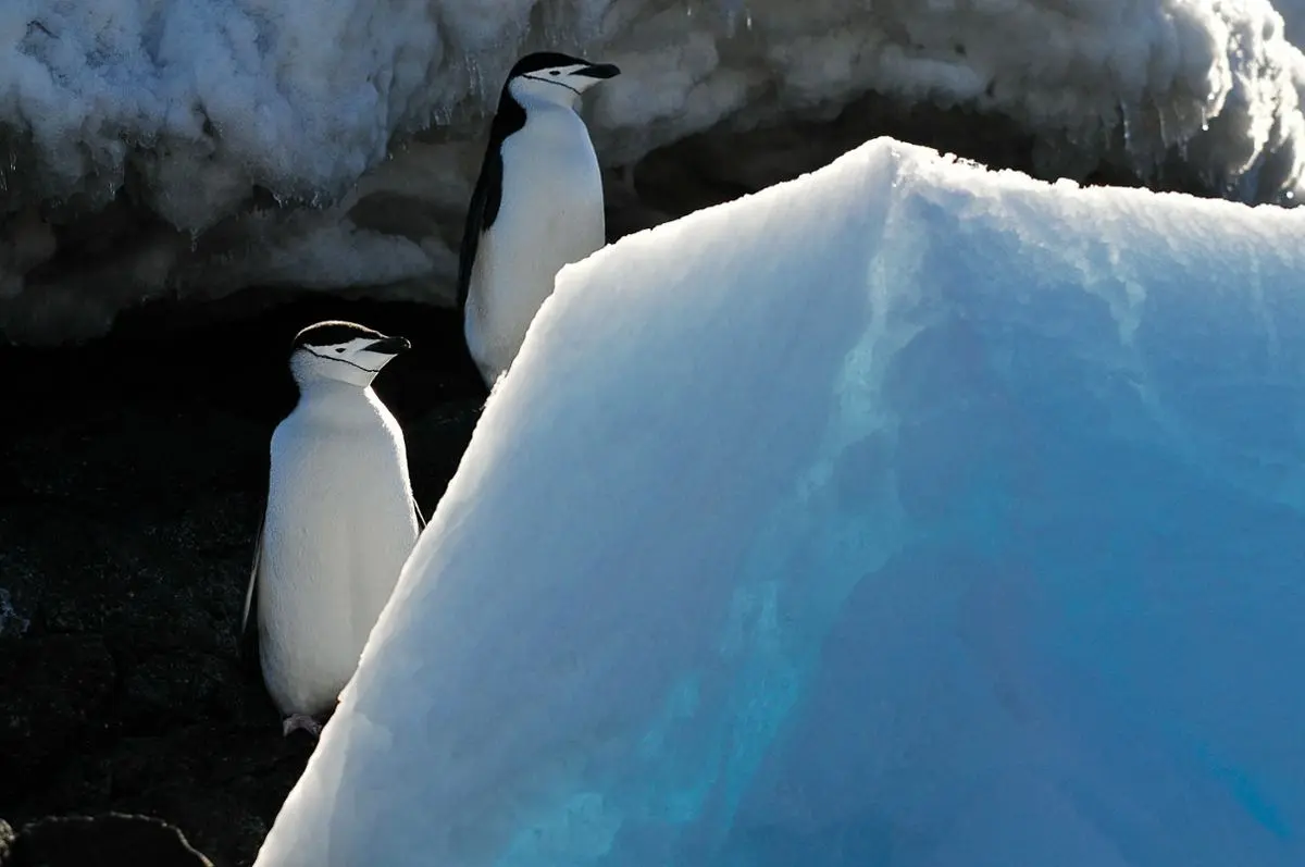 Penguins