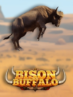 Bison vs Buffalo