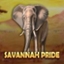 Savannah Pride